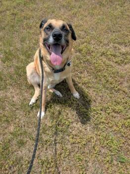 German Shepherd Dog and Mixed Breed Dogs Available for Adoption - TOBY | PetCurious