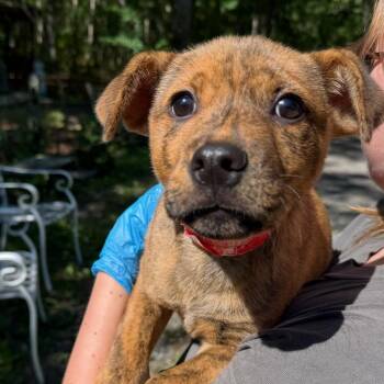Maggie -  Labrador Retriever and Mixed Breed Dog for Adoption in Hagerstown, Maryland - Maggie | PetCurious