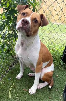 RUTHIE -  Mixed Breed Dog for Adoption in Columbia, South Carolina - RUTHIE | PetCurious