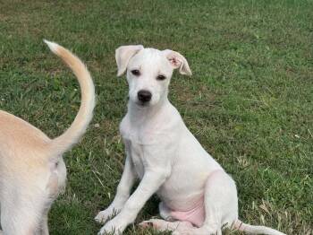 Charlie -  Labrador Retriever Dog for Adoption in Lewisville, Indiana - Charlie | PetCurious