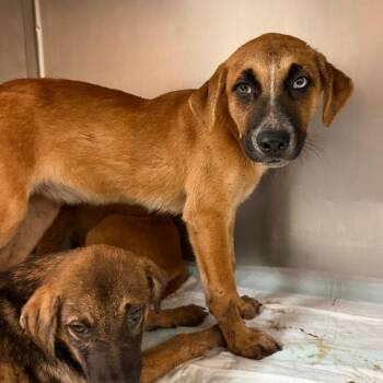 Amber -  Shepherd Dog for Adoption in Edinburg, Texas - Amber | PetCurious