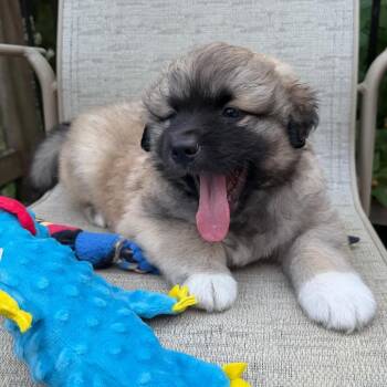 Danish -  Australian Shepherd and Anatolian Shepherd Dog for Adoption in Minneapolis, Minnesota - Danish | PetCurious