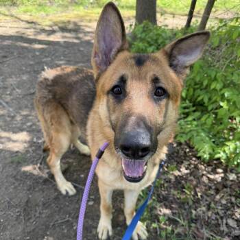 German Shepherd Dog Dogs Available for Adoption in Phoenixville, Pennsylvania - Simba | PetCurious