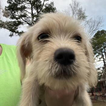 Diane -  Labrador Retriever and Terrier Dog for Adoption in Zimmerman, Minnesota - Diane | PetCurious