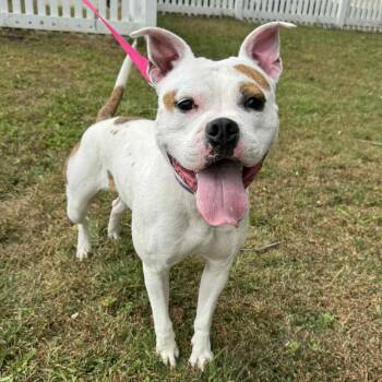 Rescue Boxer Dogs for Adoption in Waterloo, Iowa - Kassy | PetCurious