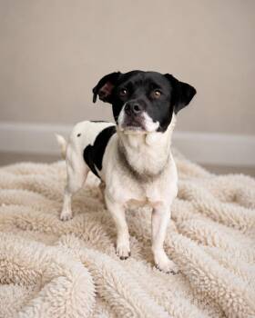 Bernard Johnson -  Beagle and Jack Russell Terrier Dog for Adoption in Hardeeville, South Carolina - Bernard Johnson | PetCurious