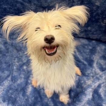 Lilly -  Maltese and Mixed Breed Dog for Adoption in Long Beach, California - Lilly | PetCurious
