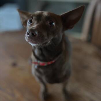 Rescue Chihuahua and Dachshund Dogs for Adoption in West Falls, New York - Reecy | PetCurious