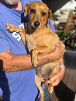 Sandi -  Dachshund Dog for Adoption in Douglasville, Georgia - Sandi | PetCurious