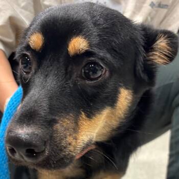 Joanie -  Coonhound and Mixed Breed Dog for Adoption in Tampa, Florida - Joanie | PetCurious