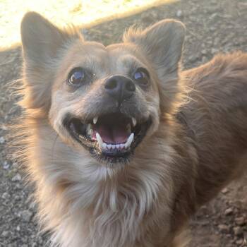 Dusty -  Wirehaired Terrier Dog for Adoption in Redwood Valley, California - Dusty | PetCurious