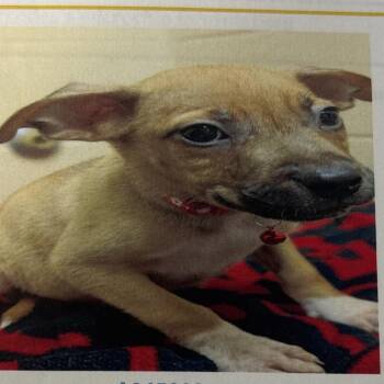 Mercedes -  Terrier Dog for Adoption in Lake Jackson, Texas - Mercedes | PetCurious