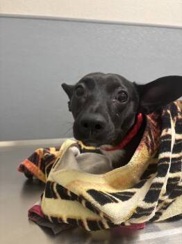 Rescue Chihuahua Dogs for Adoption in Las Vegas, Nevada - MCFLURRY | PetCurious