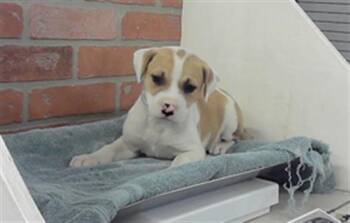 Labrador Retriever and Mixed Breed Dogs Available for Adoption in Houston, Texas - A2072088 | PetCurious