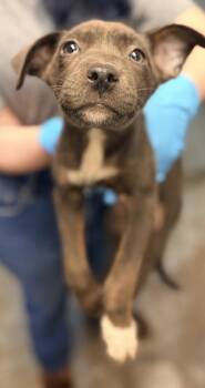 Tea Cup -  Shepherd and Mixed Breed Dog for Adoption in Bowling Green, Kentucky - Tea Cup | PetCurious