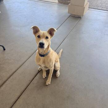 Skye -  Retriever and Mixed Breed Dog for Adoption in Escondido, California - Skye | PetCurious