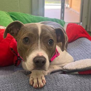 Titan -  Jack Russell Terrier and Mixed Breed Dog for Adoption in West Palm Beach, Florida - Titan | PetCurious