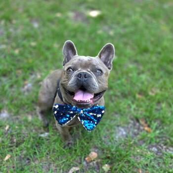 French Bulldog Dogs Available for Adoption in Port Charlotte, Florida - Ludo | PetCurious