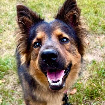 Duchess -  Shepherd and Mixed Breed Dog for Adoption in Fargo, North Dakota - Duchess | PetCurious