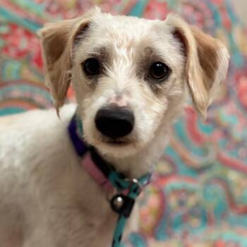 Sundae -  Chihuahua Dog for Adoption in Goleta, California - Sundae | PetCurious