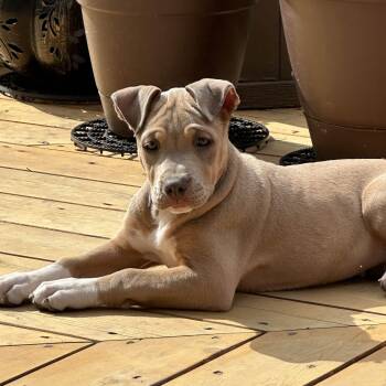 Pit Bull Terrier Dogs Available for Adoption in Peotone, Illinois - Samantha (Sammie) | PetCurious