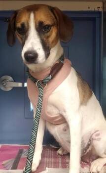 LITTLE LITTLE -  Beagle and Mixed Breed Dog for Adoption in St. Louis, Missouri - LITTLE LITTLE | PetCurious