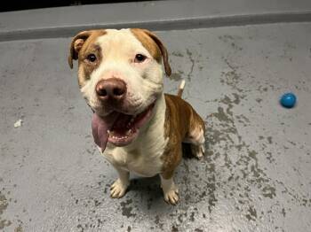 Rescue American Bulldog Dogs for Adoption in Kent, Washington - BEAU | PetCurious