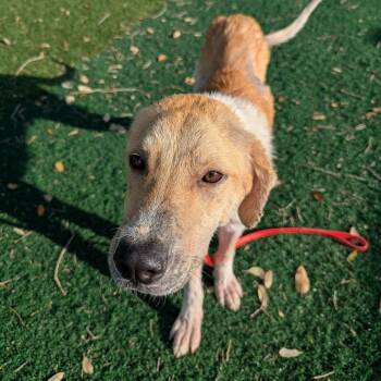 Mixed Breed Dogs Available for Adoption - Alexander | PetCurious