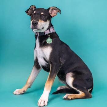 Mixed Breed Dogs Available for Adoption in Portland, Oregon - Sadie | PetCurious