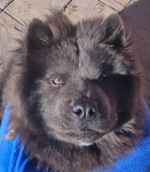 Chow Chow Dogs Available for Adoption in Sacramento, California - Mochi | PetCurious