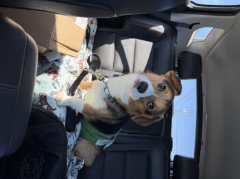 Boo Boo -  Corgi Dog for Adoption in Toledo, Ohio - Boo Boo | PetCurious