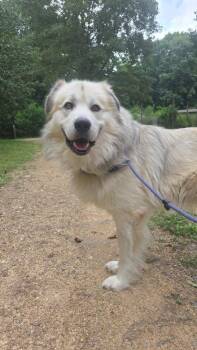 Eli -  Great Pyrenees Dog for Adoption in Taycheedah, Wisconsin - Eli | PetCurious