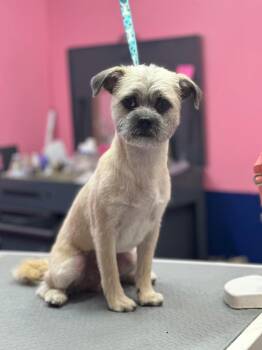 Rescue Terrier Dogs for Adoption in Baton Rouge, Louisiana - Bing | PetCurious