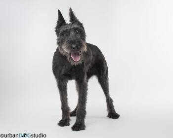 Giant Schnauzer Dogs Available for Adoption in Tampa, Florida - Zoey - F | PetCurious