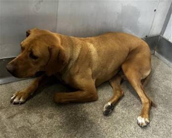 Pit Bull Terrier and Mixed Breed Dogs Available for Adoption in San Bernardino, California - ANNA | PetCurious