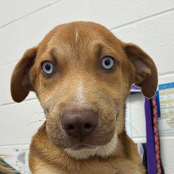Hank -  Shepherd and Mixed Breed Dog for Adoption in Corpus Christi, Texas - Hank | PetCurious