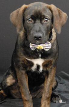 Freedom -  Plott Hound Dog for Adoption in Newland, North Carolina - Freedom | PetCurious