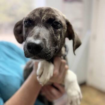 Jeff Probst -  Plott Hound Dog for Adoption in Columbia, South Carolina - Jeff Probst | PetCurious