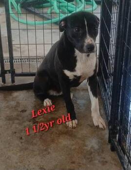 Black Labrador Retriever and Pit Bull Terrier Dogs Available for Adoption in Lonsdale, Arkansas - Lexie | PetCurious