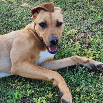 Rescue Pit Bull Terrier and Rhodesian Ridgeback Dogs for Adoption in Owasso, Oklahoma - Ember | PetCurious