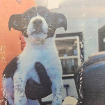 Terrier Dogs Available for Adoption - Cream D11312 | PetCurious
