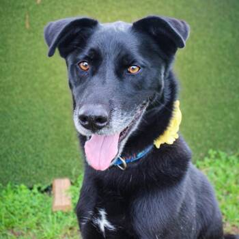 Butters -  Black Labrador Retriever Dog for Adoption in Lake Jackson, Texas - Butters | PetCurious