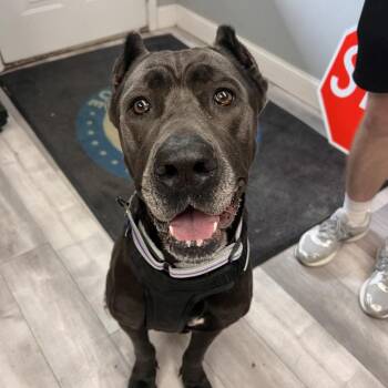 Joan Marjorie -  Cane Corso and Mixed Breed Dog for Adoption in St. Peters, Missouri - Joan Marjorie | PetCurious