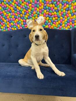 Great Pyrenees and Hound Dogs Available for Adoption - Birdie | PetCurious