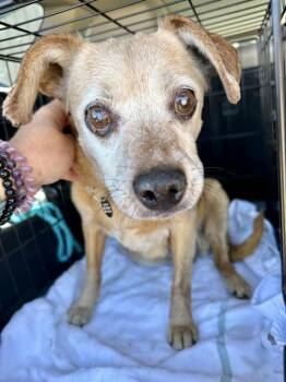 Rescue Beagle Dogs for Adoption in Millcreek, Utah - Thyme | PetCurious