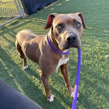 Boxer and Pit Bull Terrier Dogs Available for Adoption in Canton, Illinois - Mabel | PetCurious