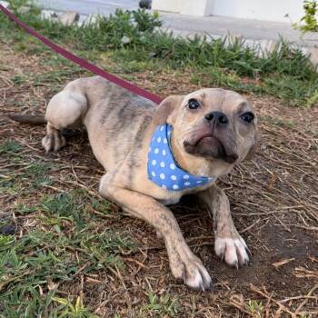 Terrier Dogs Available for Adoption - Tori | PetCurious
