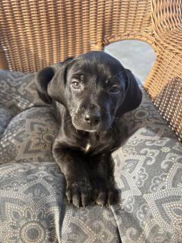 Carol -  Hound and Shepherd Dog for Adoption in Irwin, Pennsylvania - Carol | PetCurious