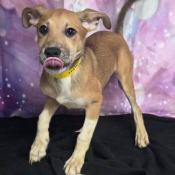 Jill -  Cattle Dog and Mixed Breed Dog for Adoption in Fort Collins, Colorado - Jill | PetCurious