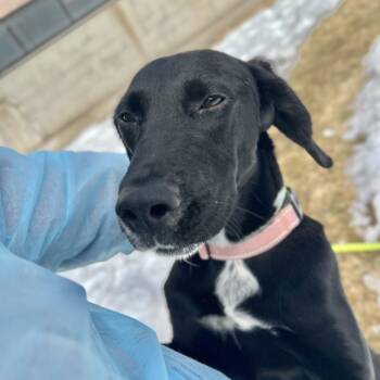 Mixed Breed Dogs Available for Adoption - Buck | PetCurious